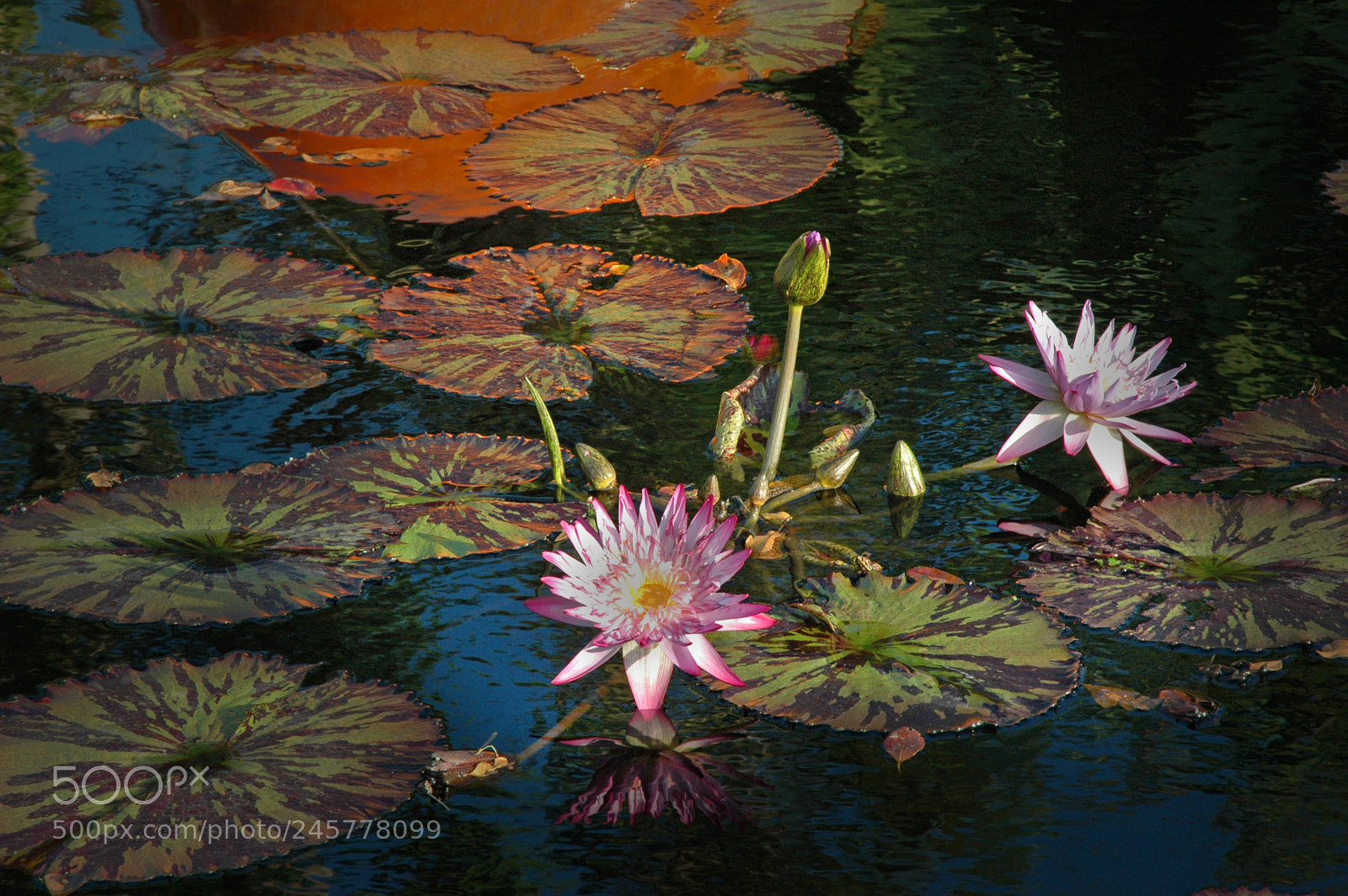 Nikon D70 sample photo. R photography