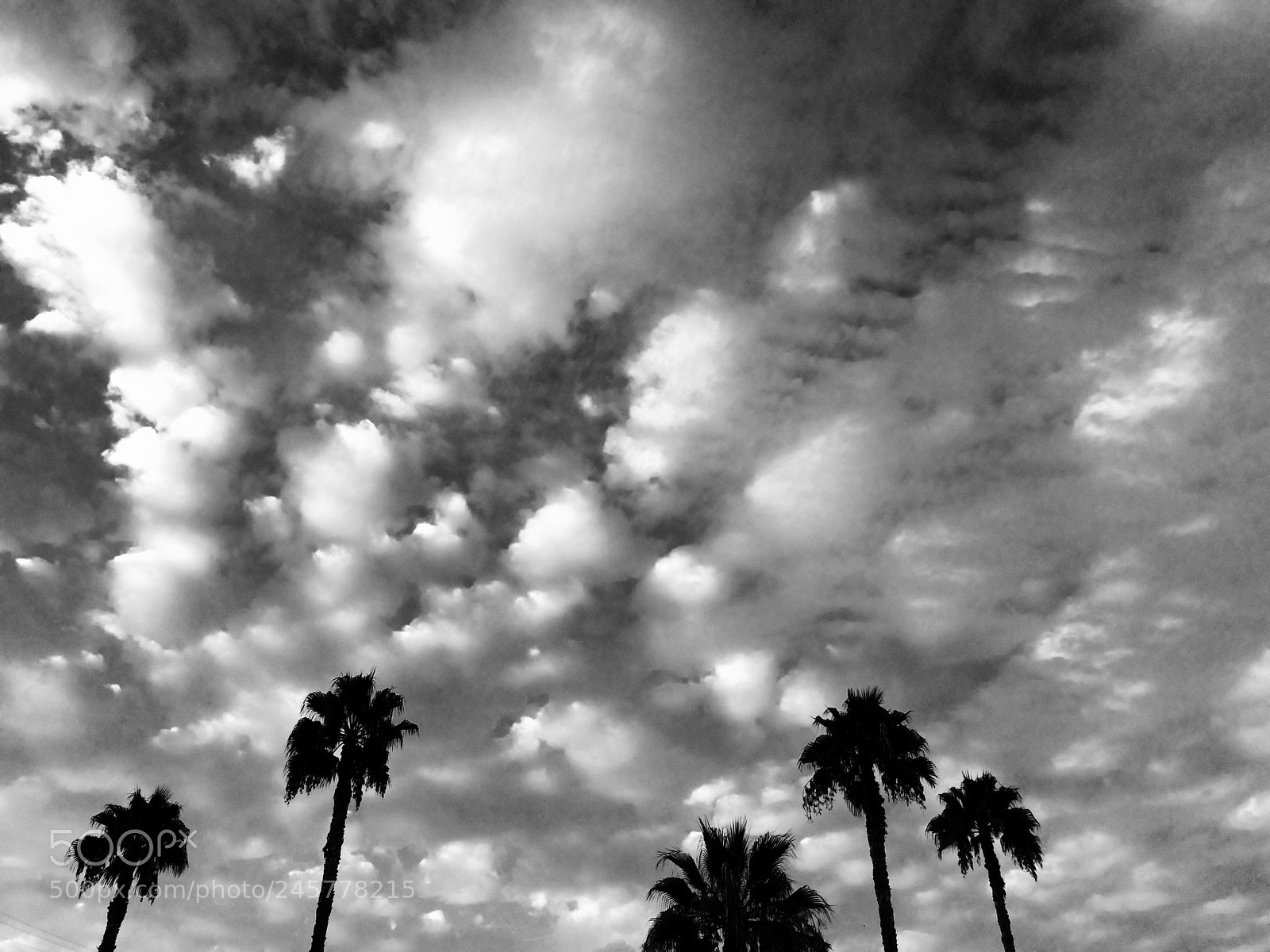 Apple iPhone 5s sample photo. Palm heads against the photography