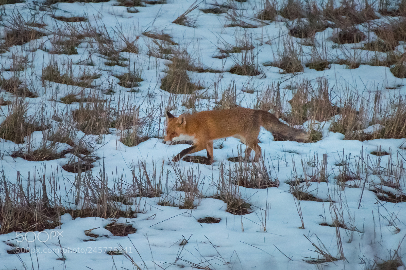 Nikon D810 sample photo. Fox photography