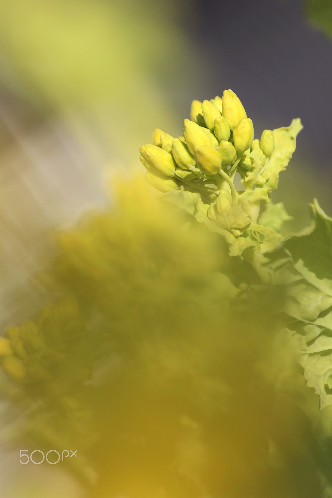 Canon EF-S 55-250mm F4-5.6 IS II sample photo. The bud photography