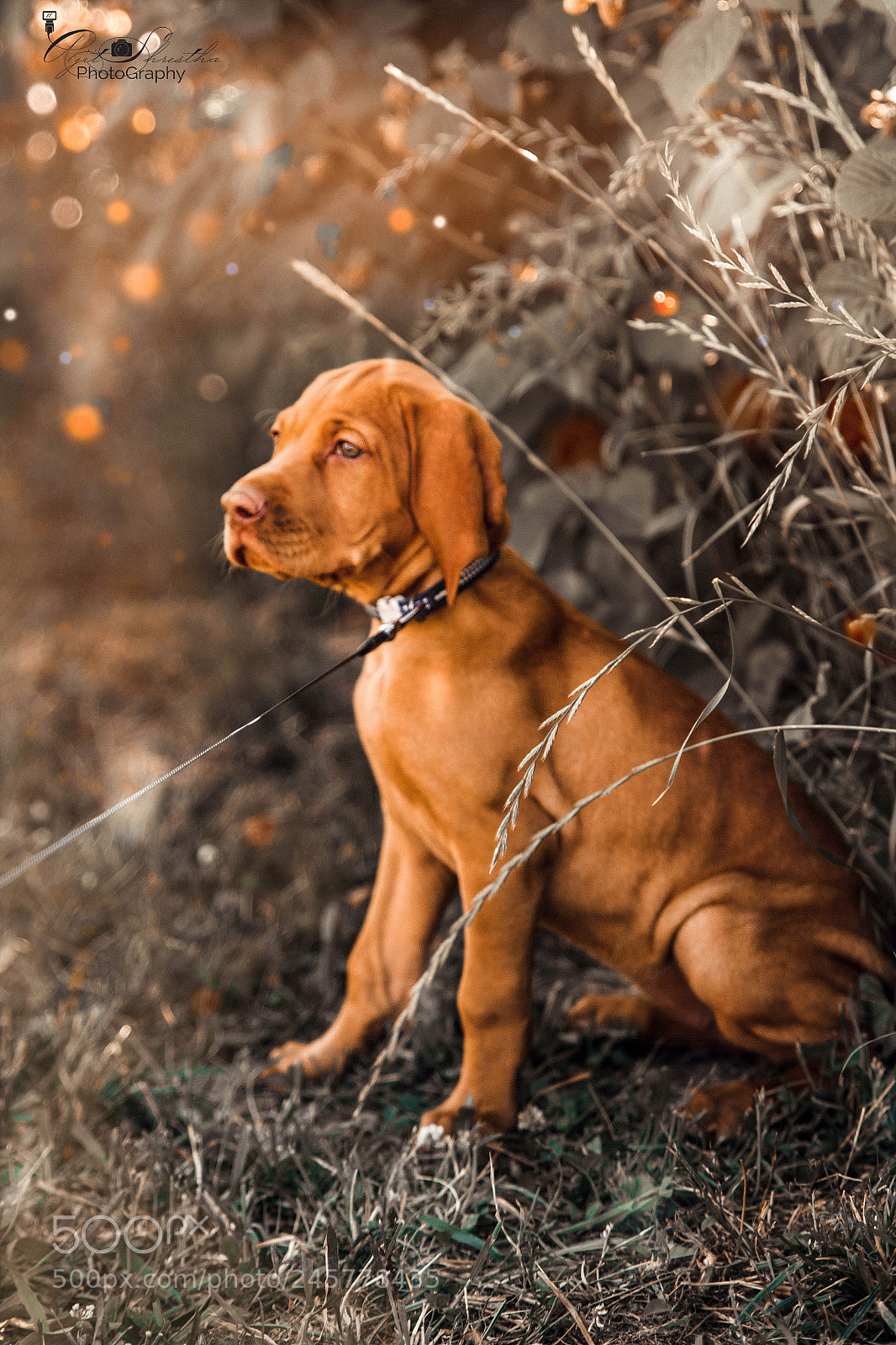 Canon EOS 60D sample photo. Puppy photography