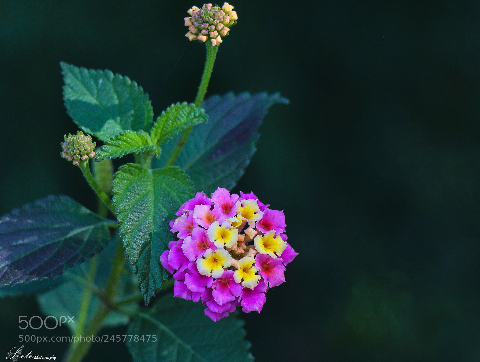 Canon EOS 700D (EOS Rebel T5i / EOS Kiss X7i) sample photo. Cyprus flowers. photography