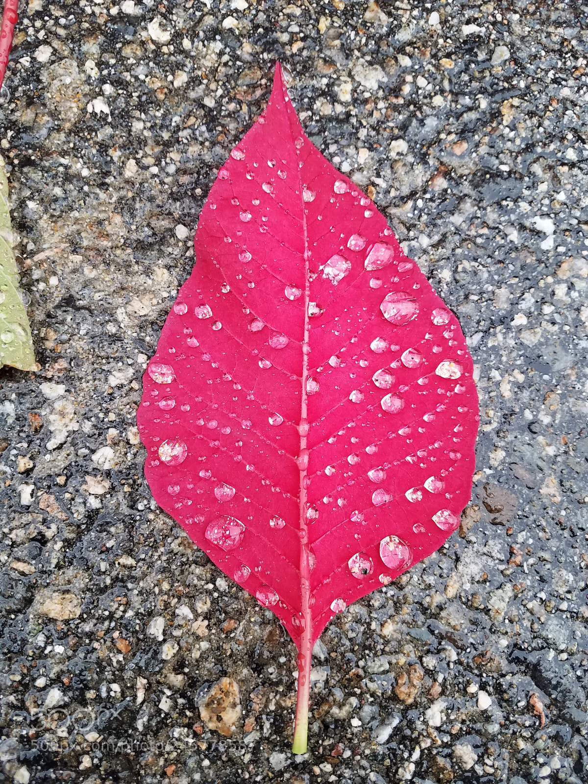 Samsung Galaxy S7 Edge sample photo. Red rain photography