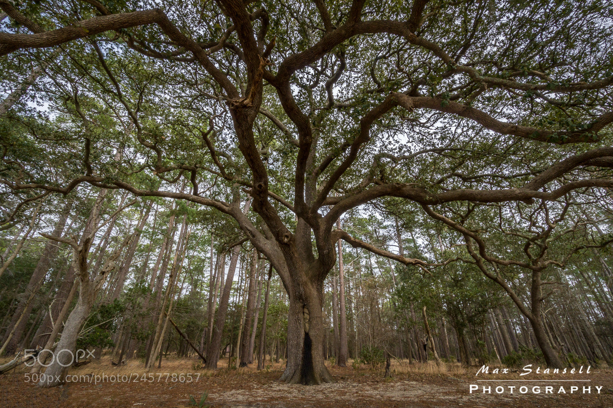 Sony a6300 sample photo. Live oak goose creek photography