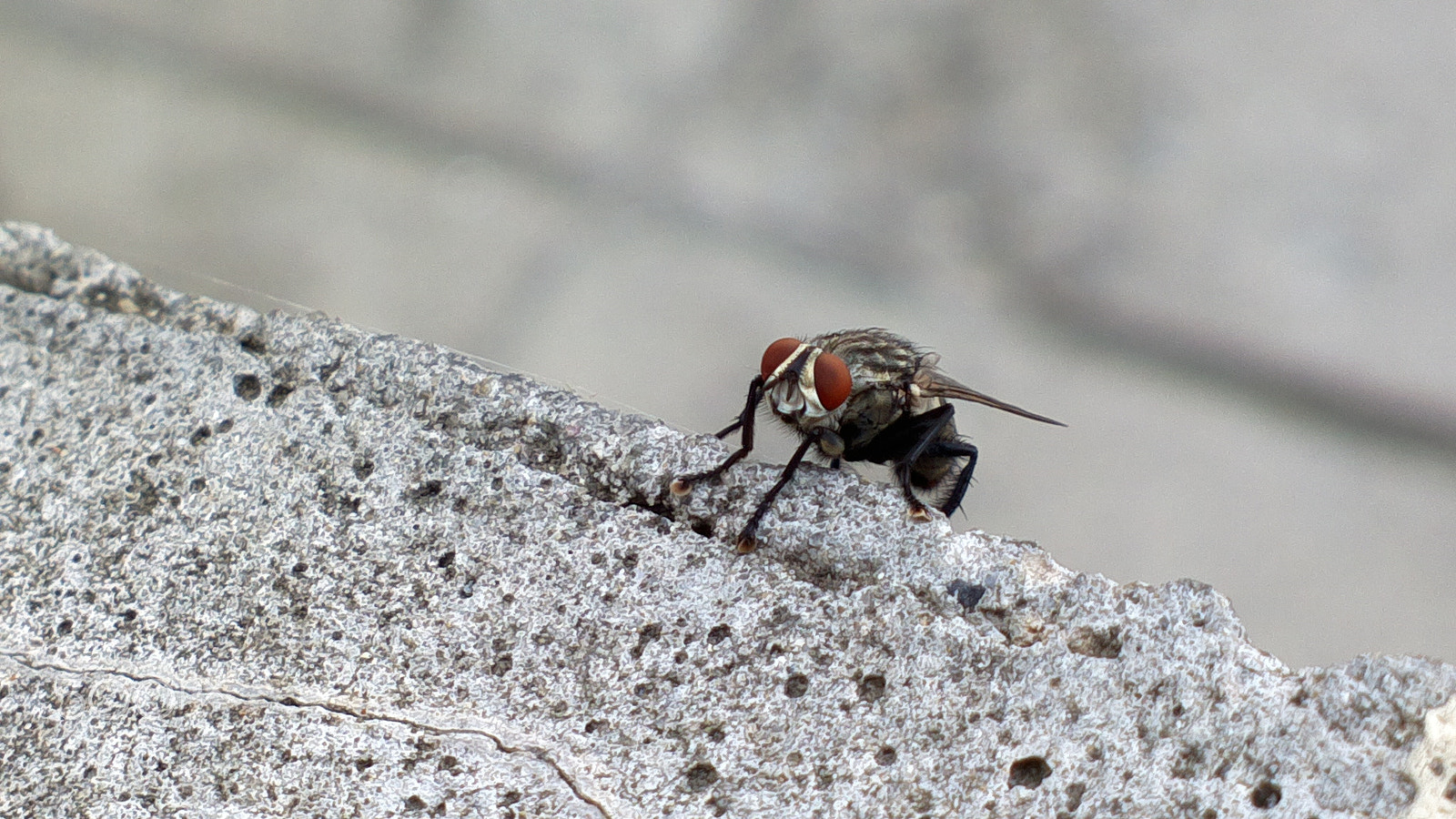 Nokia 808 PureView sample photo. A fly photography