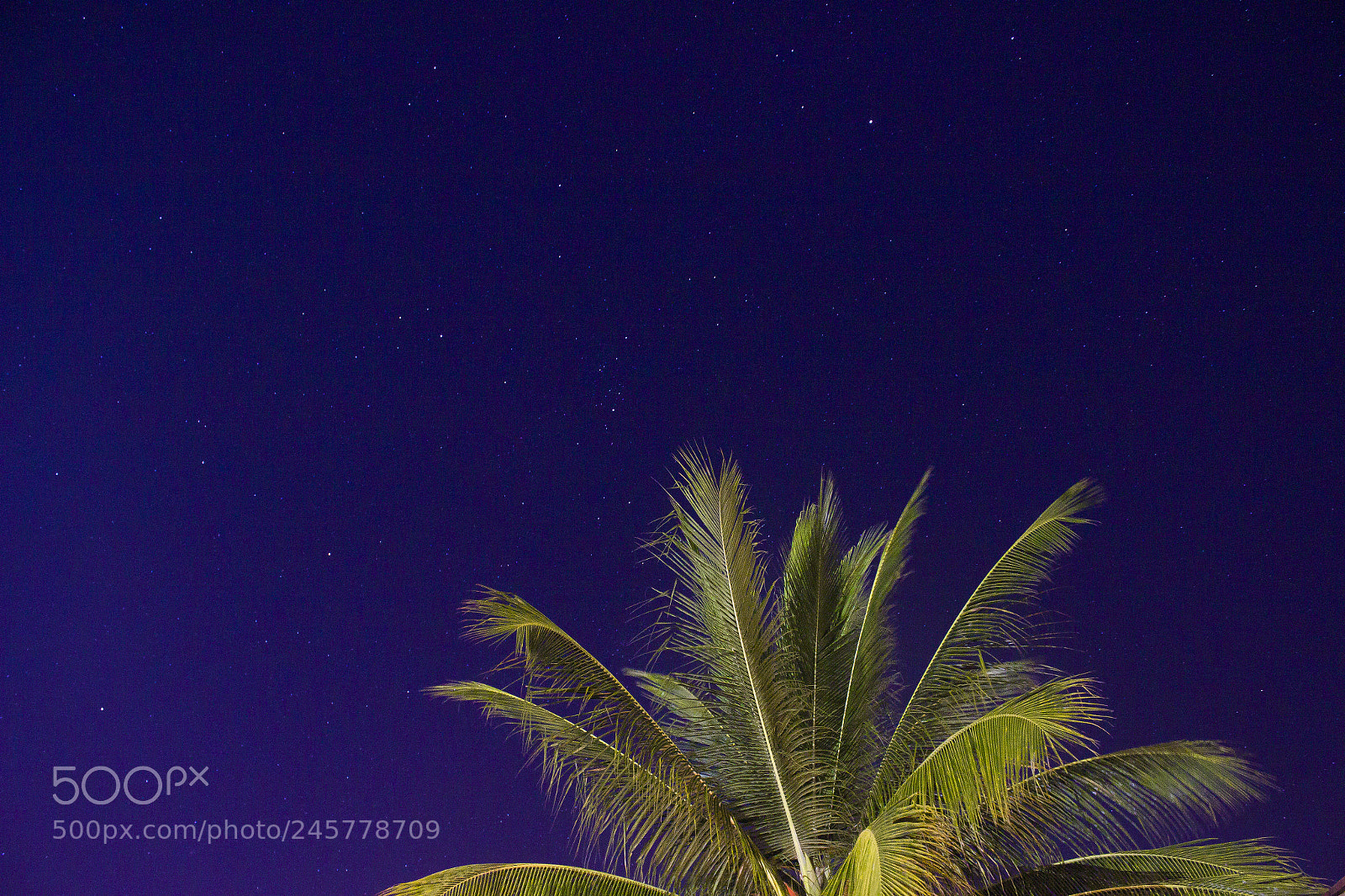 Canon EOS 600D (Rebel EOS T3i / EOS Kiss X5) sample photo. Stars and palm. photography