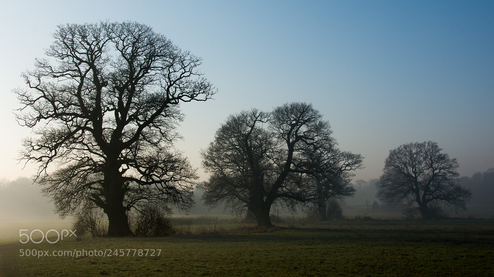 Nikon D7100 sample photo. Sentinels in the mist photography