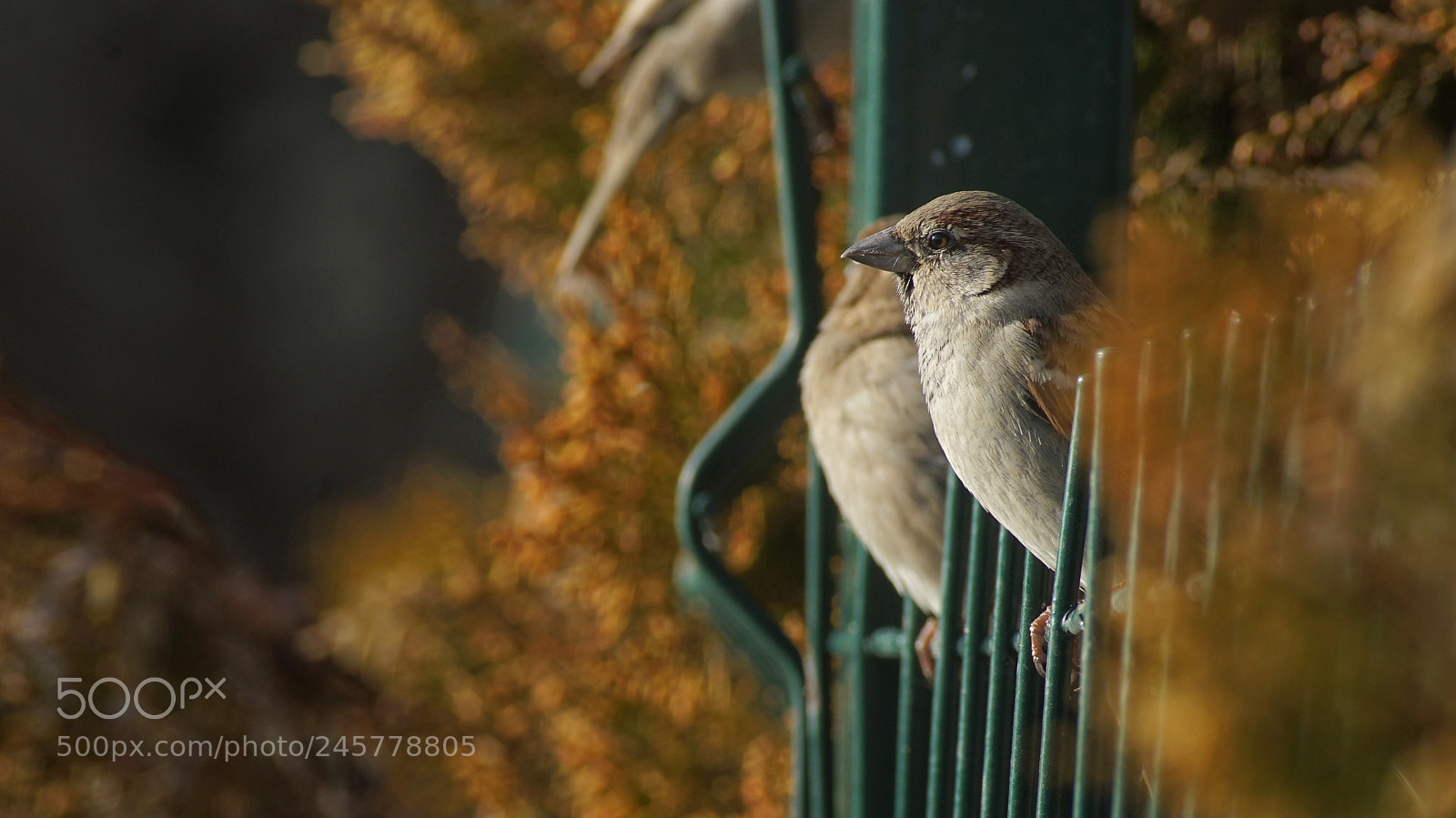 Sony a7R II sample photo. Sparrow photography