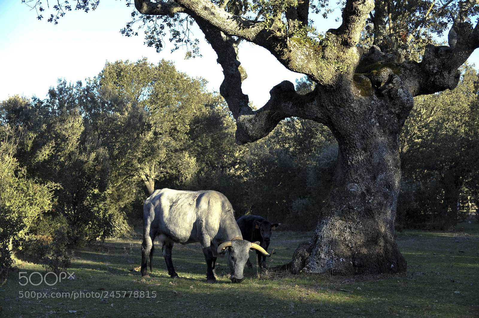Nikon D700 sample photo. A morucha cow with photography