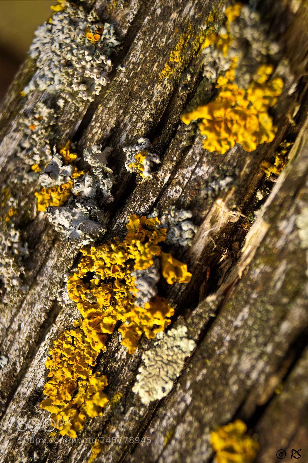 Sony SLT-A58 sample photo. Lichen photography