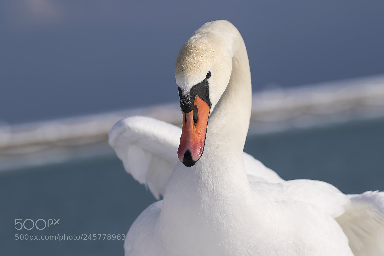 Canon EOS 7D Mark II sample photo. Showing off for the photography