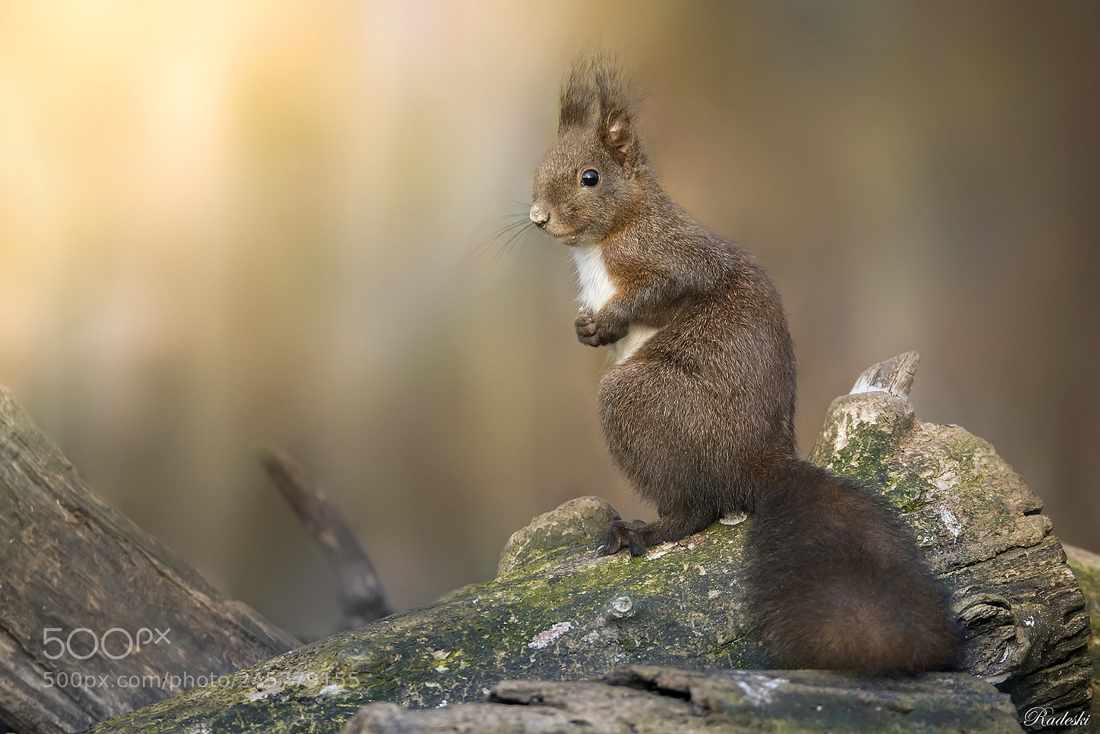 Nikon D800E sample photo. Curious squirrel photography