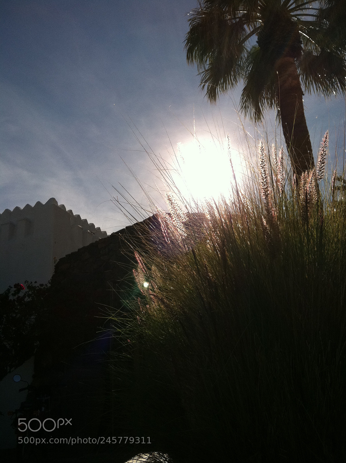Apple iPhone 4 sample photo. Desert palm at sunrise photography