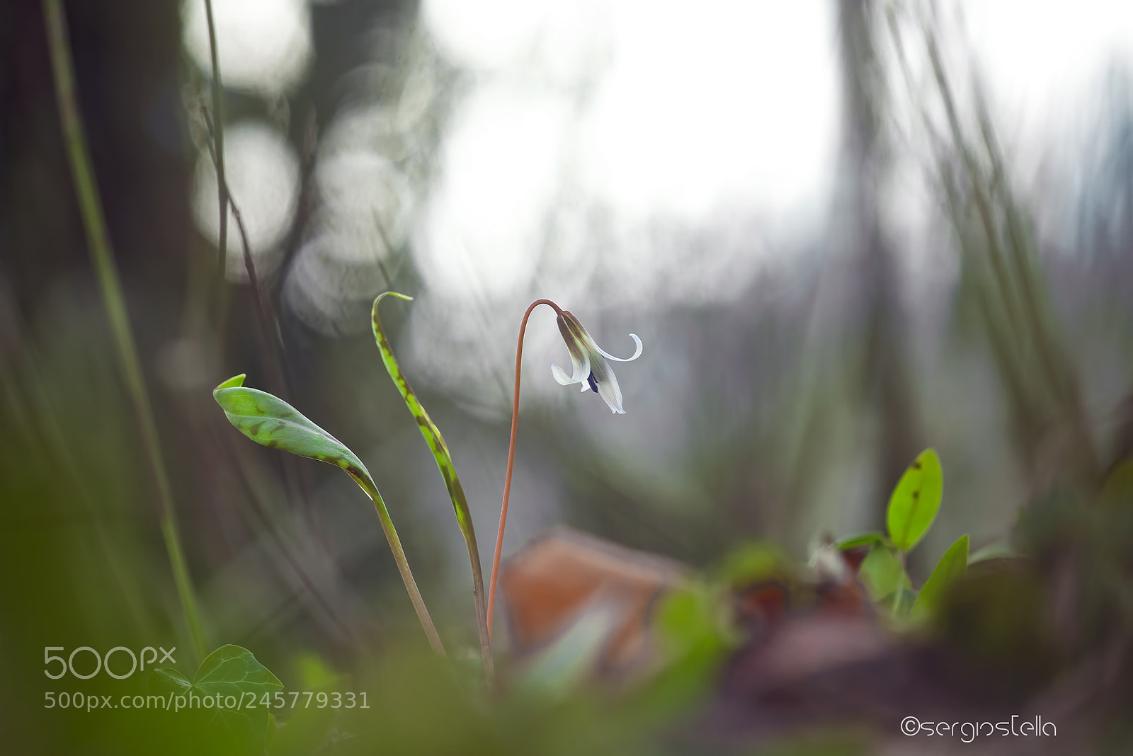 Nikon D610 sample photo. Collo storto____ photography