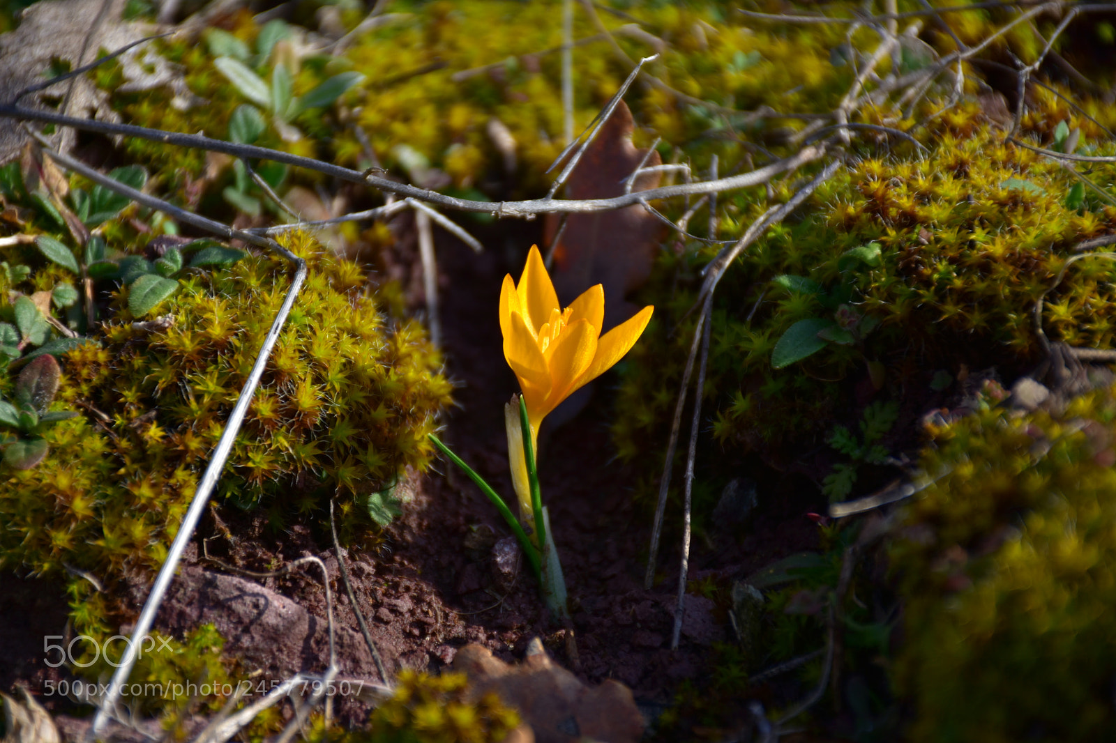 Nikon D7200 sample photo. Sarı Çiğdem photography