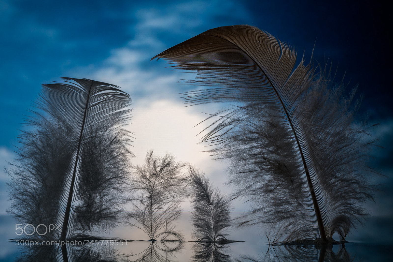 Nikon D7100 sample photo. Family of feathers and photography