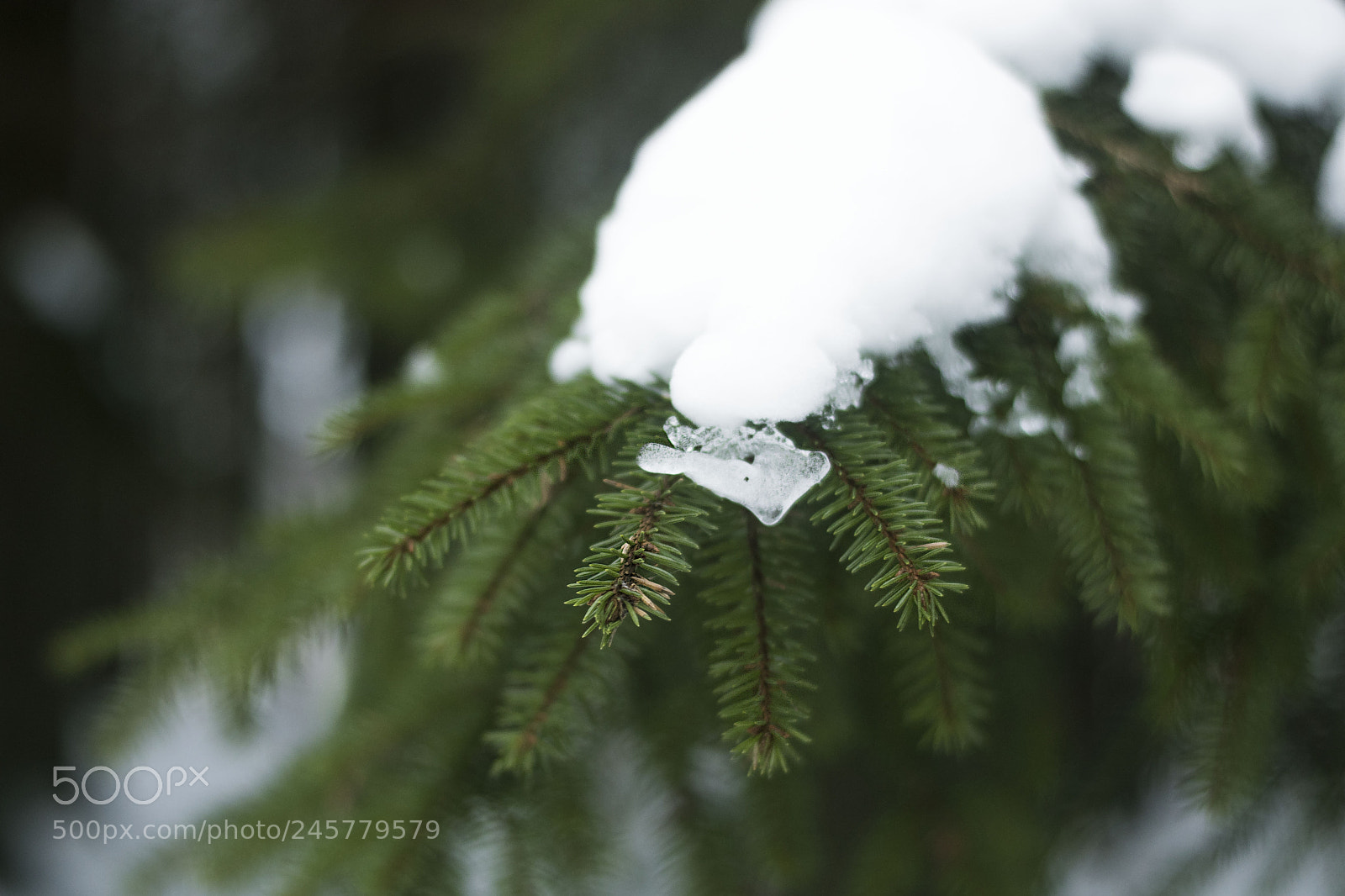 Nikon D5500 sample photo. Winter photography
