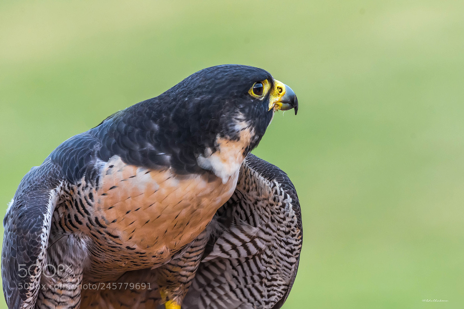 Nikon D7200 sample photo. Peregrine falcon photography