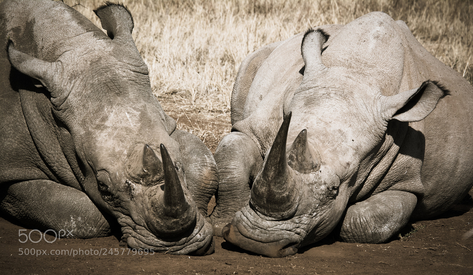 Nikon D7100 sample photo. Rhino sleeping photography