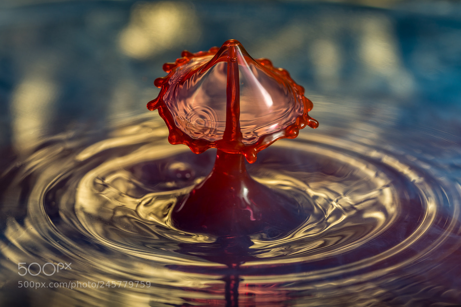 Sony a7R III sample photo. Blood in the water photography