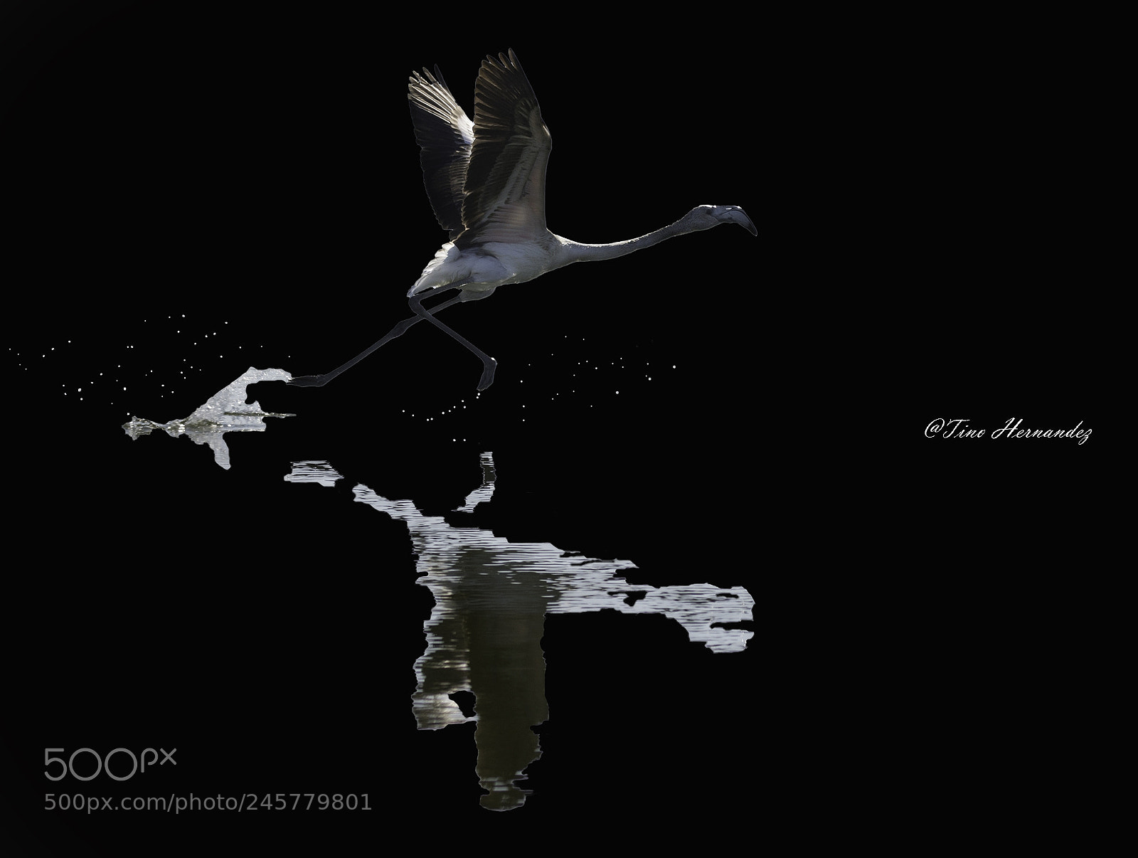 Nikon D7200 sample photo. Flamingo splashes photography
