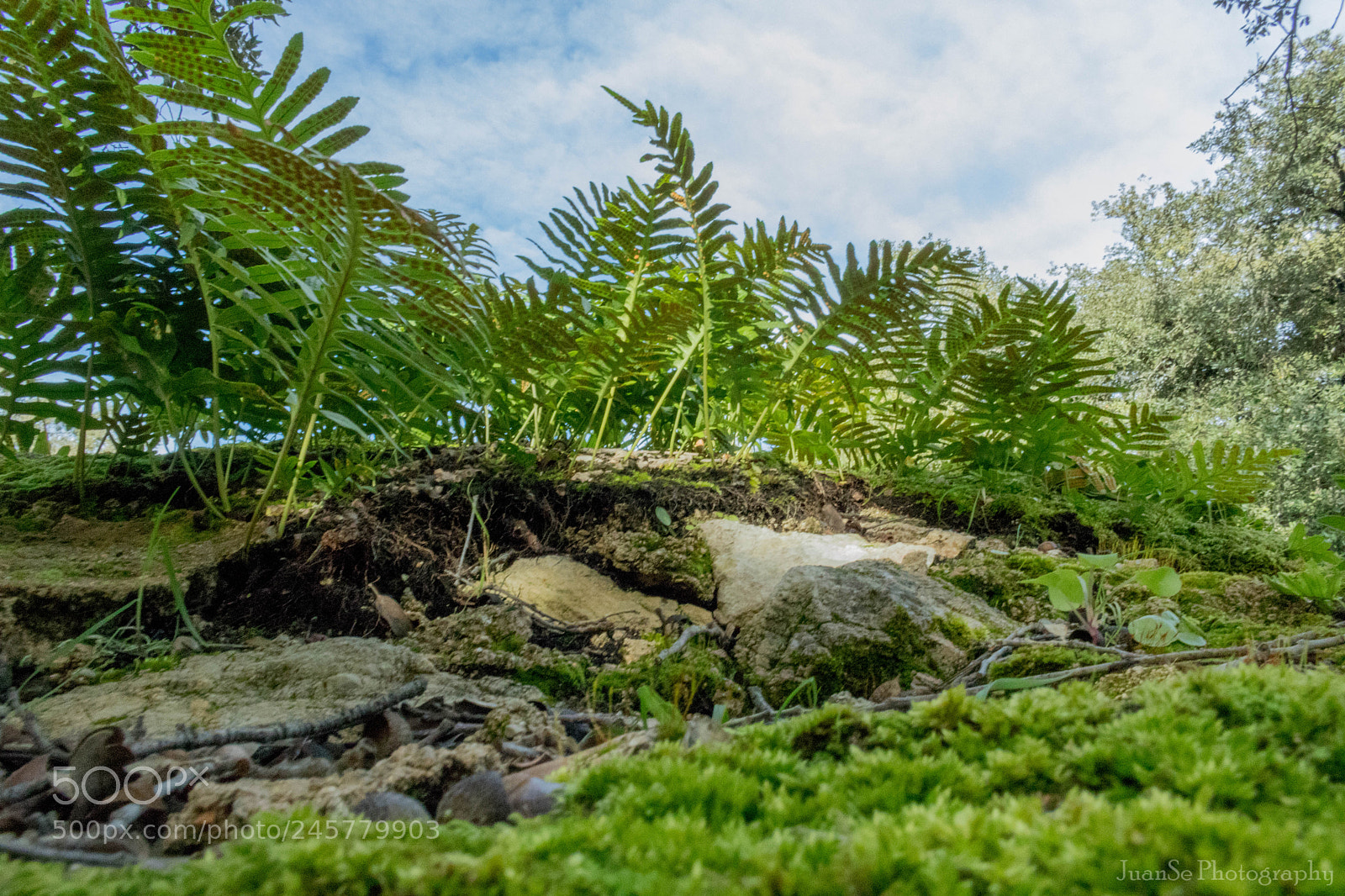 Canon EOS 750D (EOS Rebel T6i / EOS Kiss X8i) sample photo. Little jungle photography