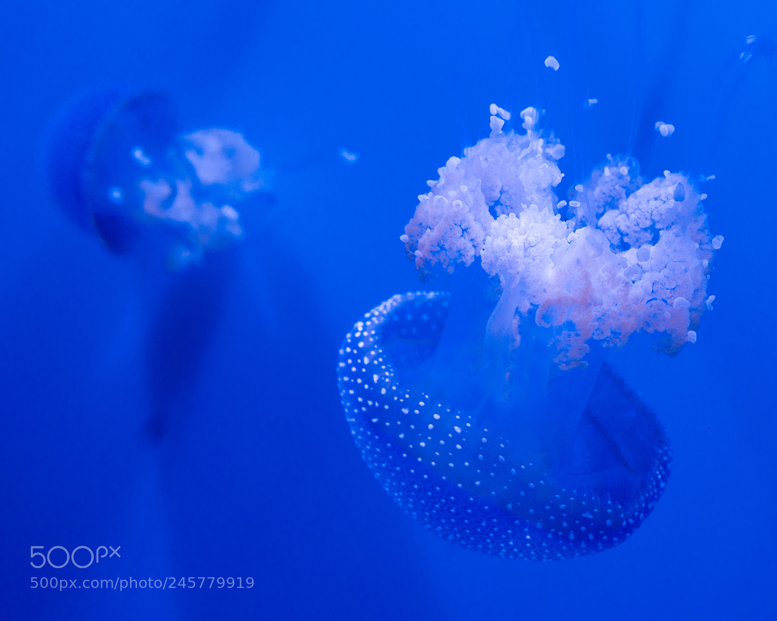 Sony a9 sample photo. Jellyfish photography