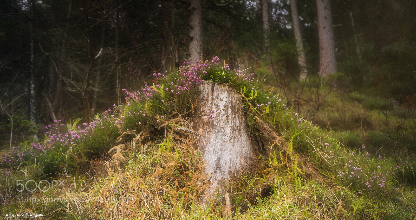 Sony a7 II sample photo. Berchtesgadener wald photography
