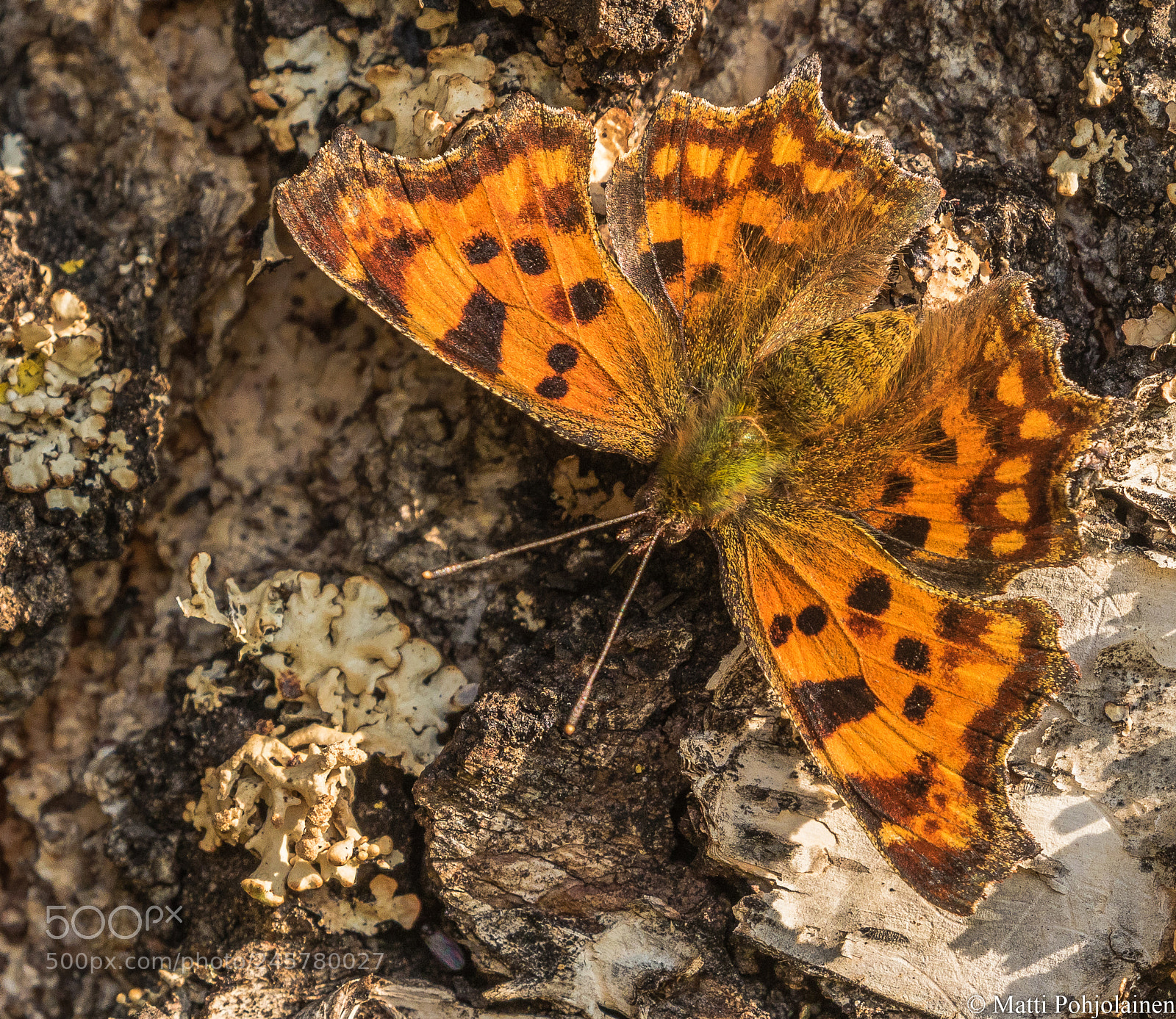 Canon EOS 7D Mark II sample photo. Butterfly photography