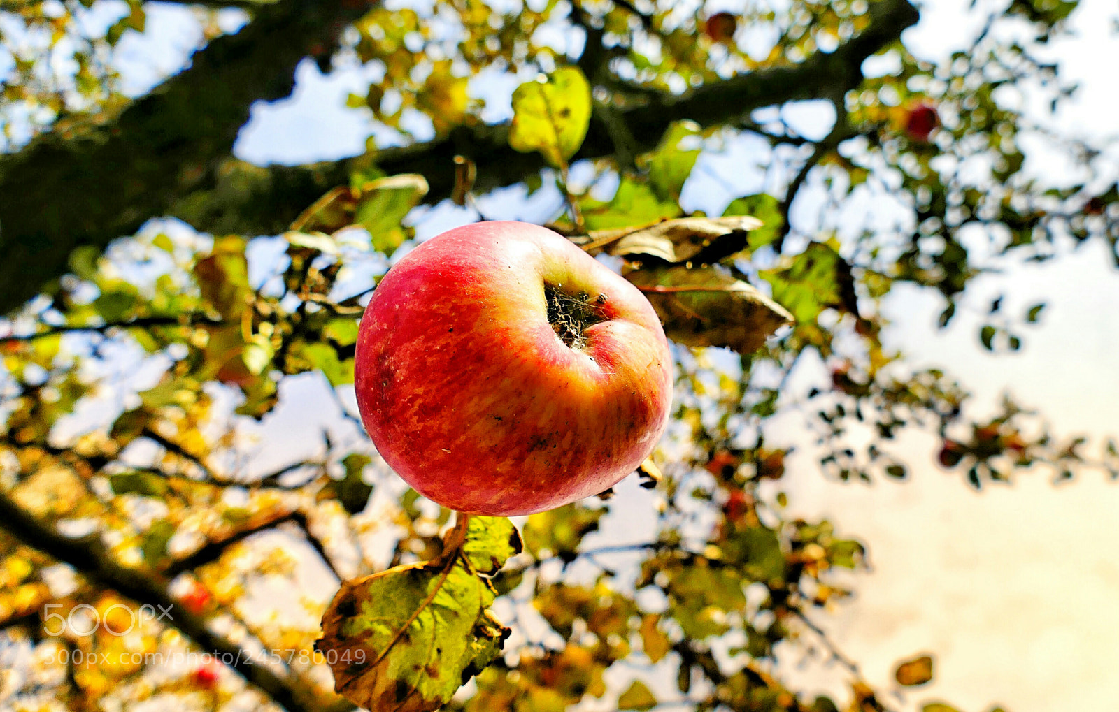 Panasonic Lumix DMC-FZ1000 sample photo. An  apple a day photography