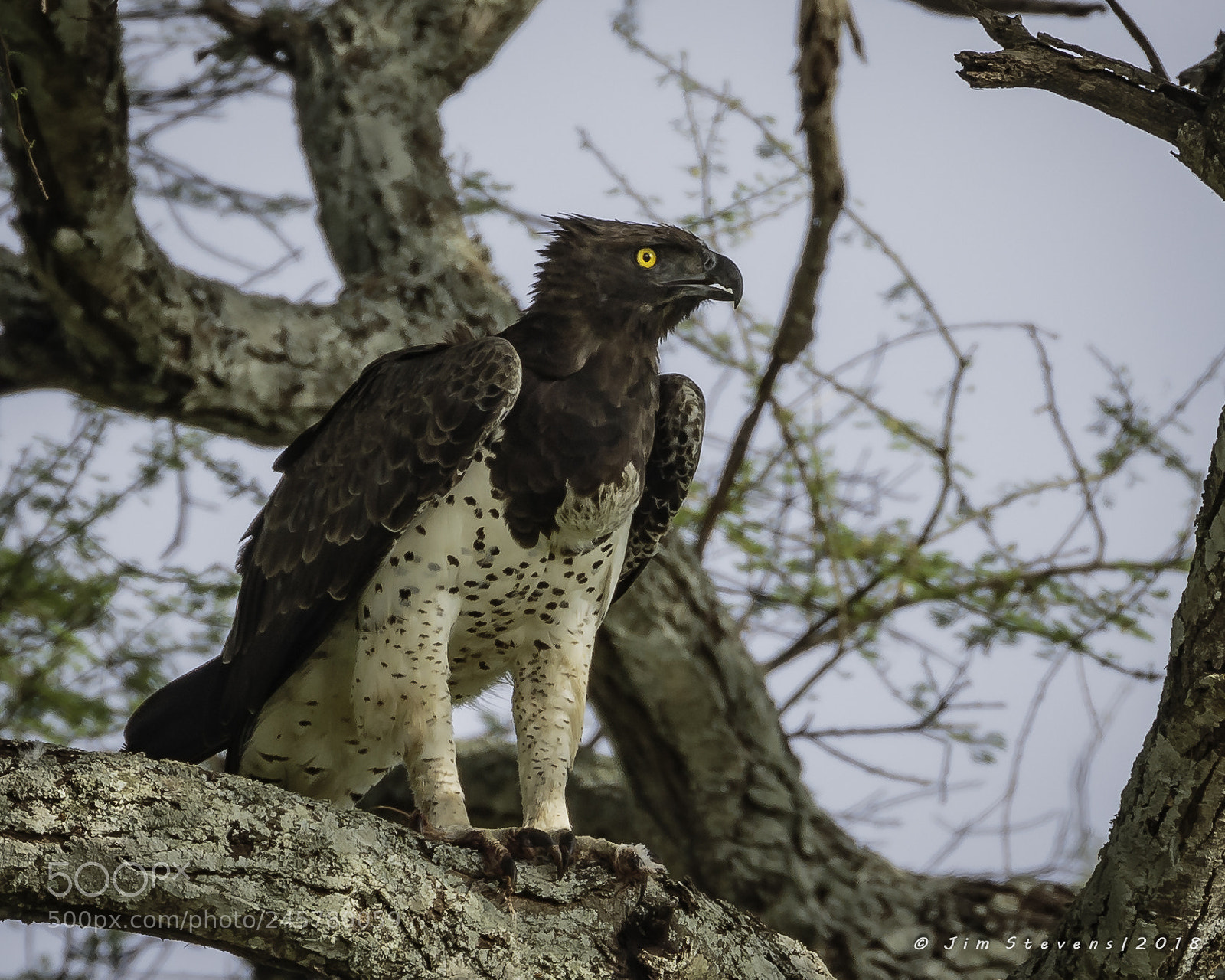 Canon EOS-1D X sample photo. African crowned eagle stephanoaetus photography