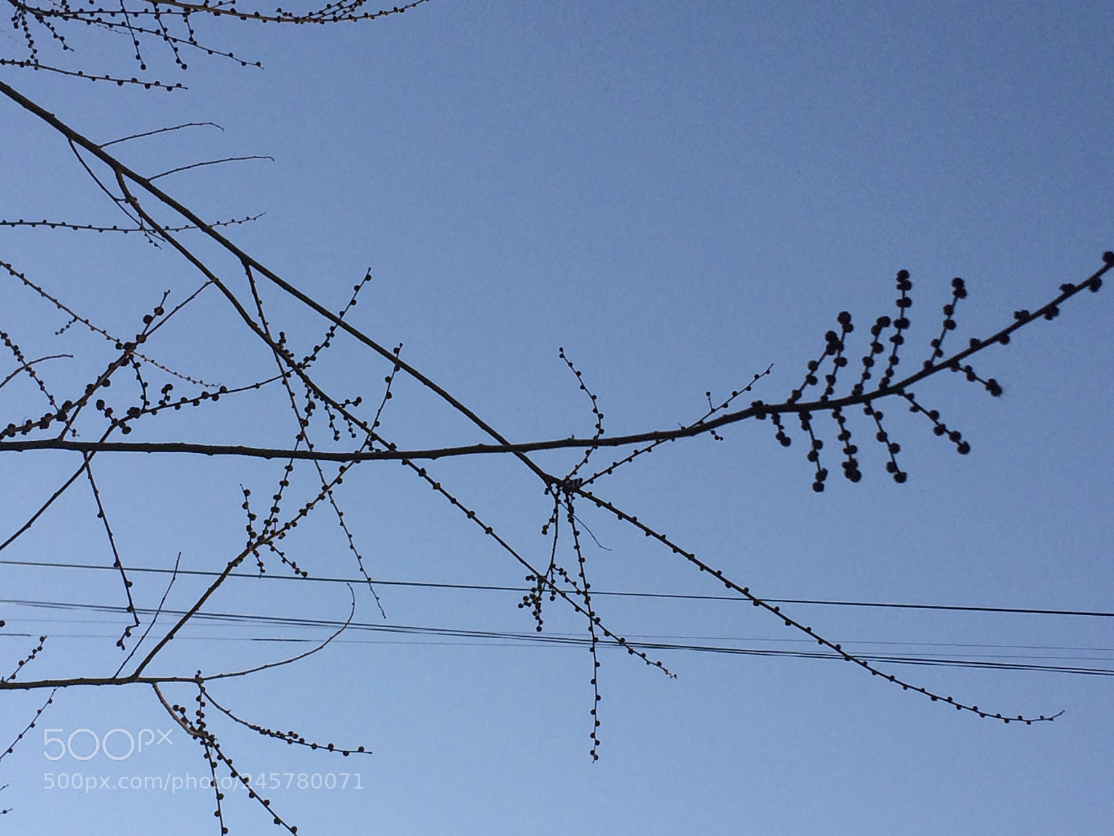 Apple iPhone 5s sample photo. Branches^^ photography