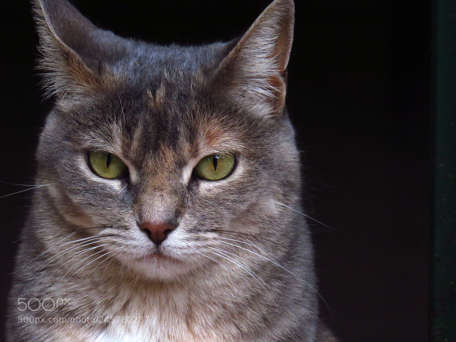 Canon PowerShot SX520 HS sample photo. Cristalo photography