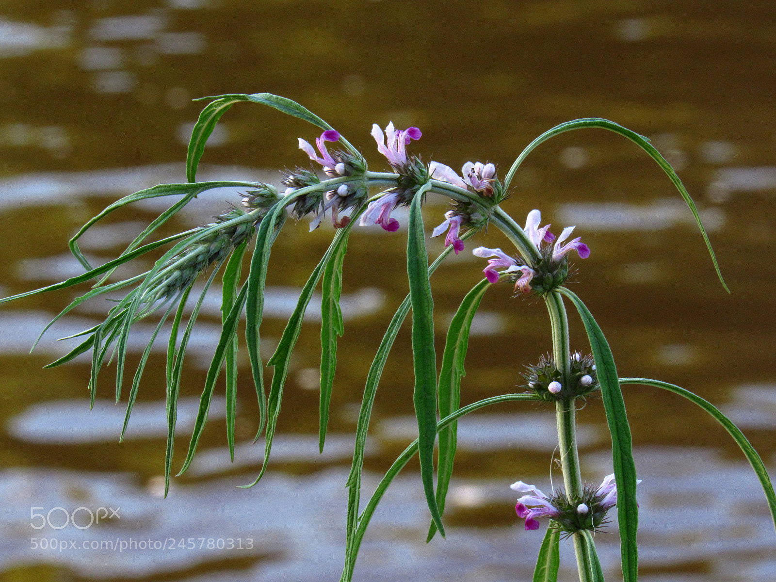 Canon PowerShot SX520 HS sample photo. By the river photography