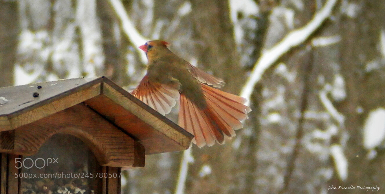 Samsung NX500 sample photo. Female cardinal feb 11 photography