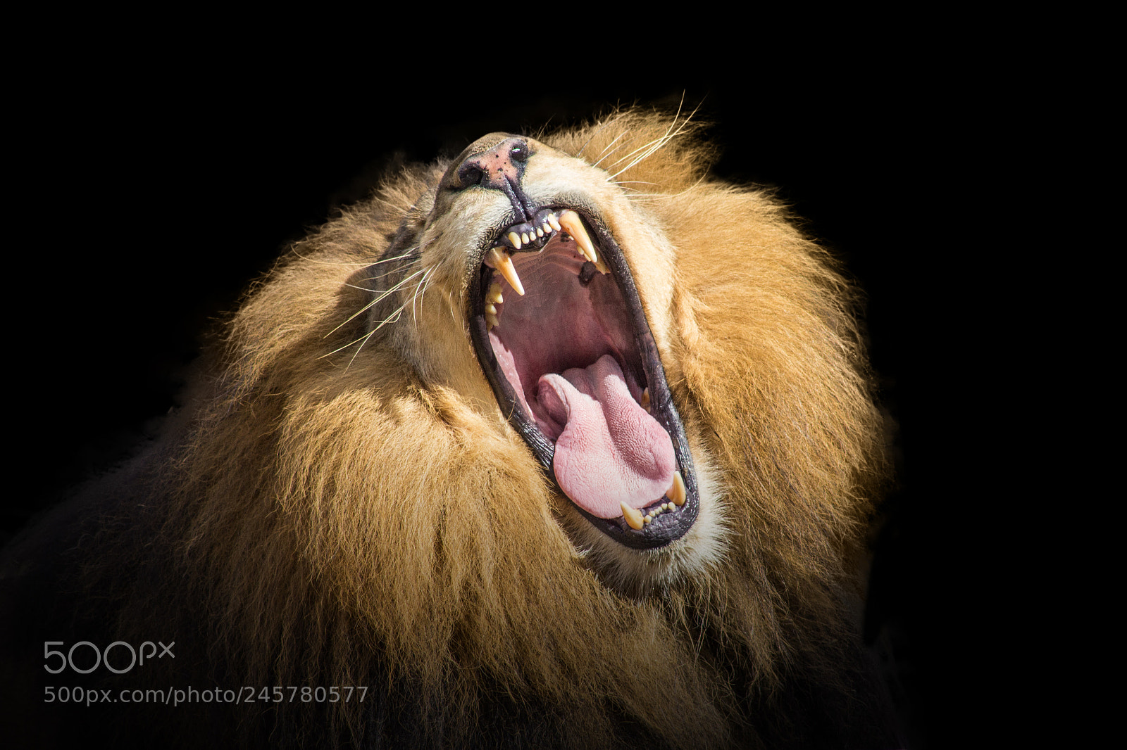 Canon EOS 600D (Rebel EOS T3i / EOS Kiss X5) sample photo. Fear my yawn photography