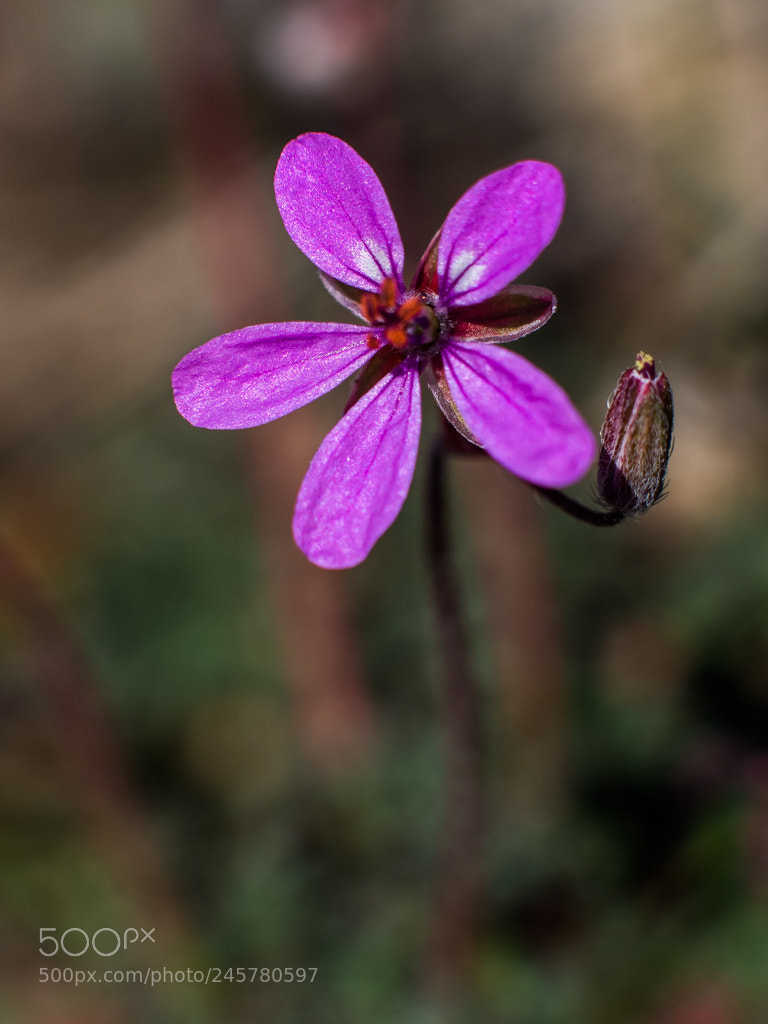 Olympus OM-D E-M1 Mark II sample photo. Purple photography
