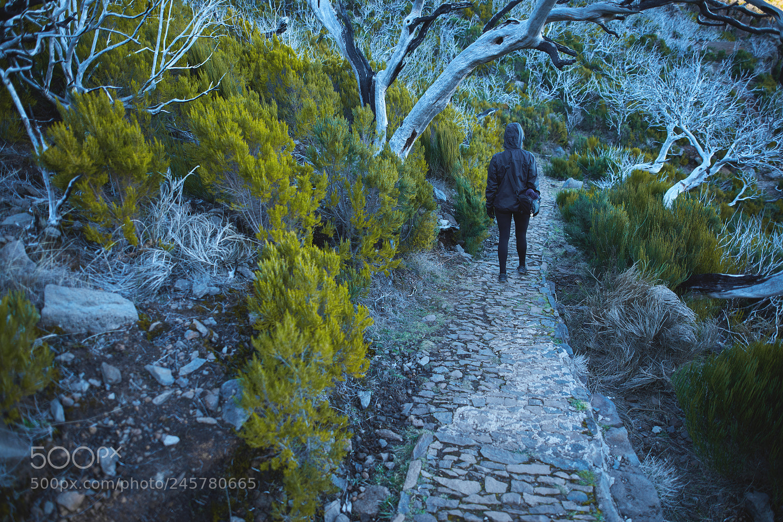Canon EOS 5DS R sample photo. Madeira photography