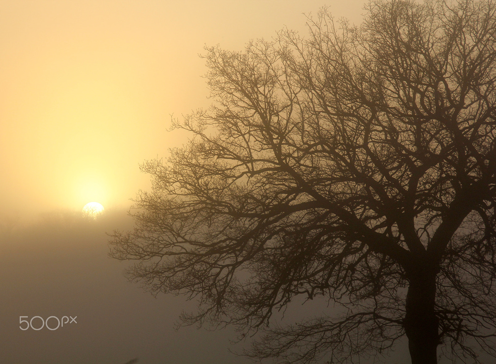 Canon EOS 60D sample photo. Img photography