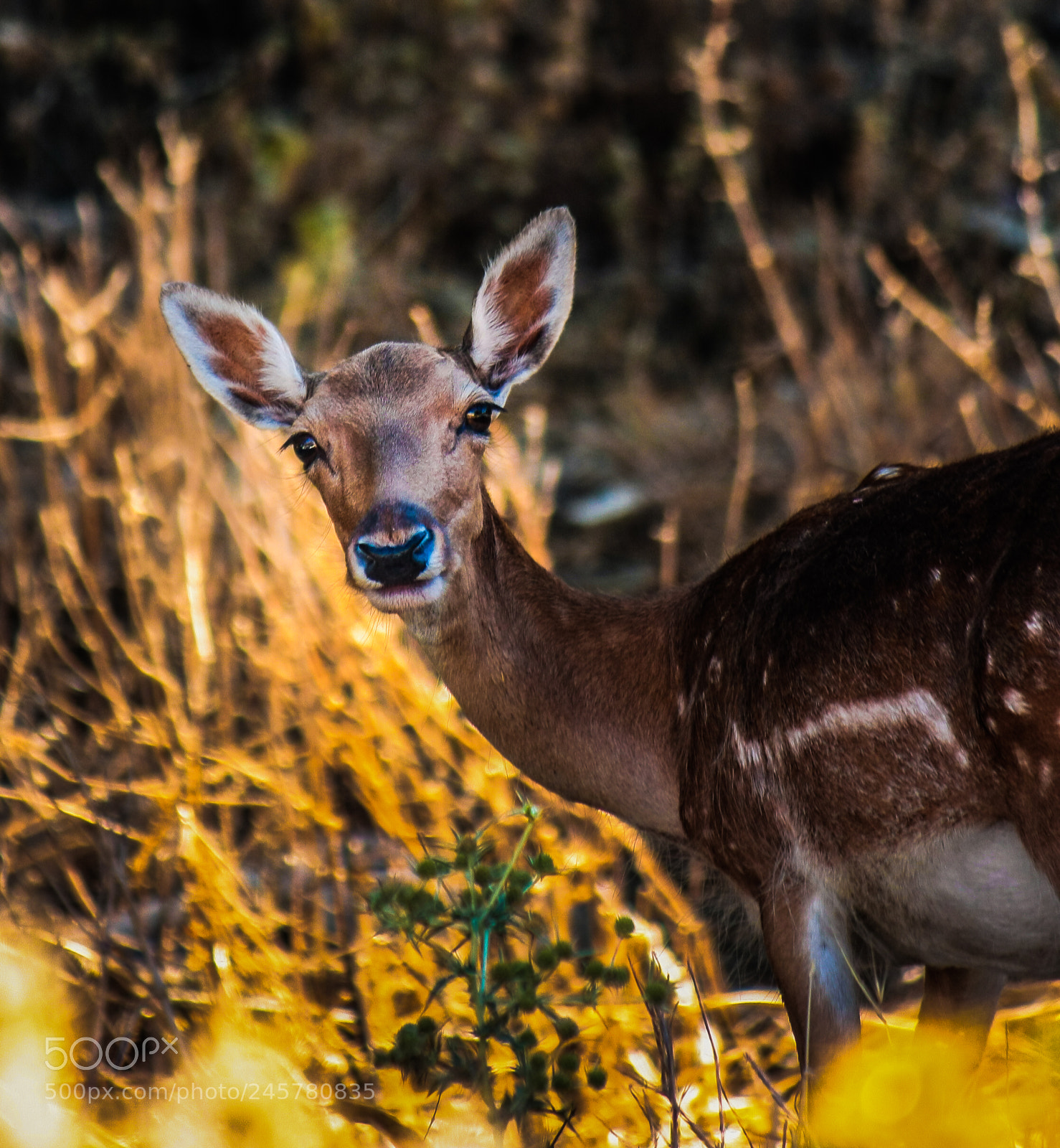 Canon EOS 40D sample photo. A deer myrina castle photography