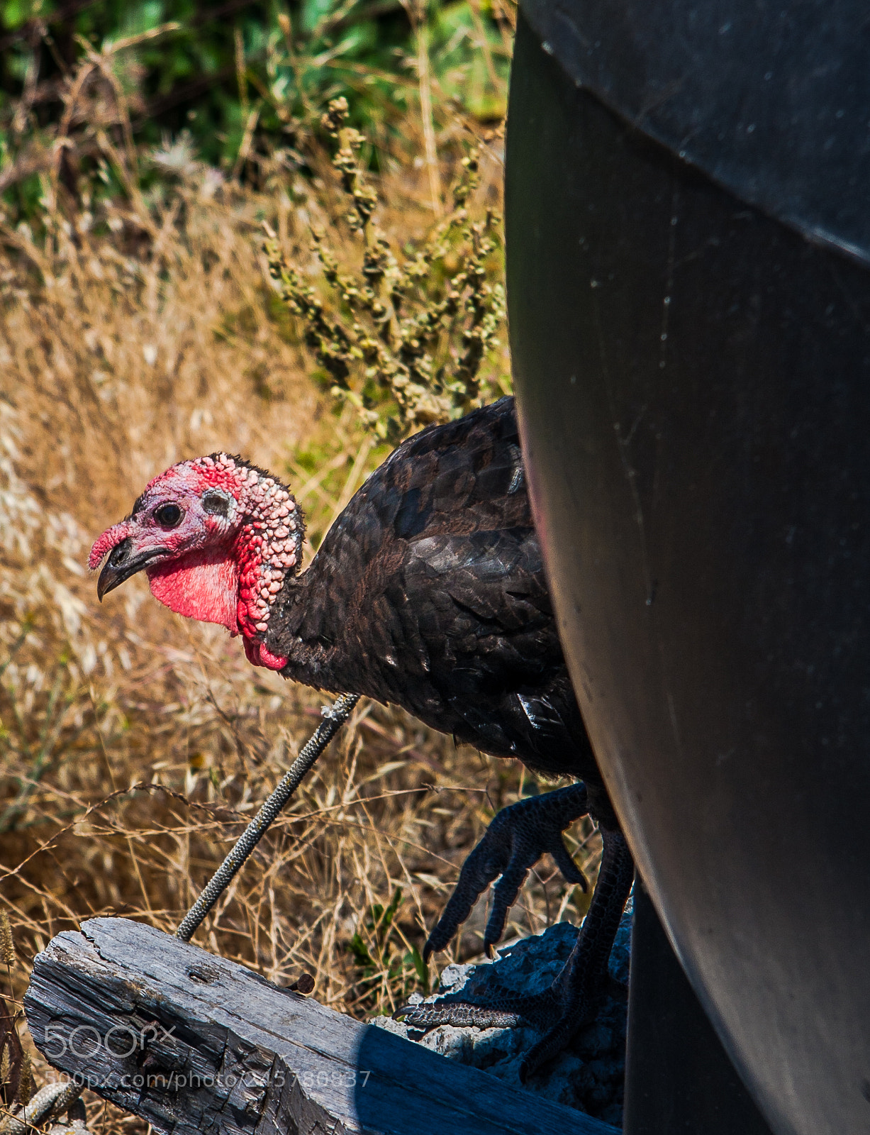 Canon EOS 40D sample photo. A turkey plati lemnos photography