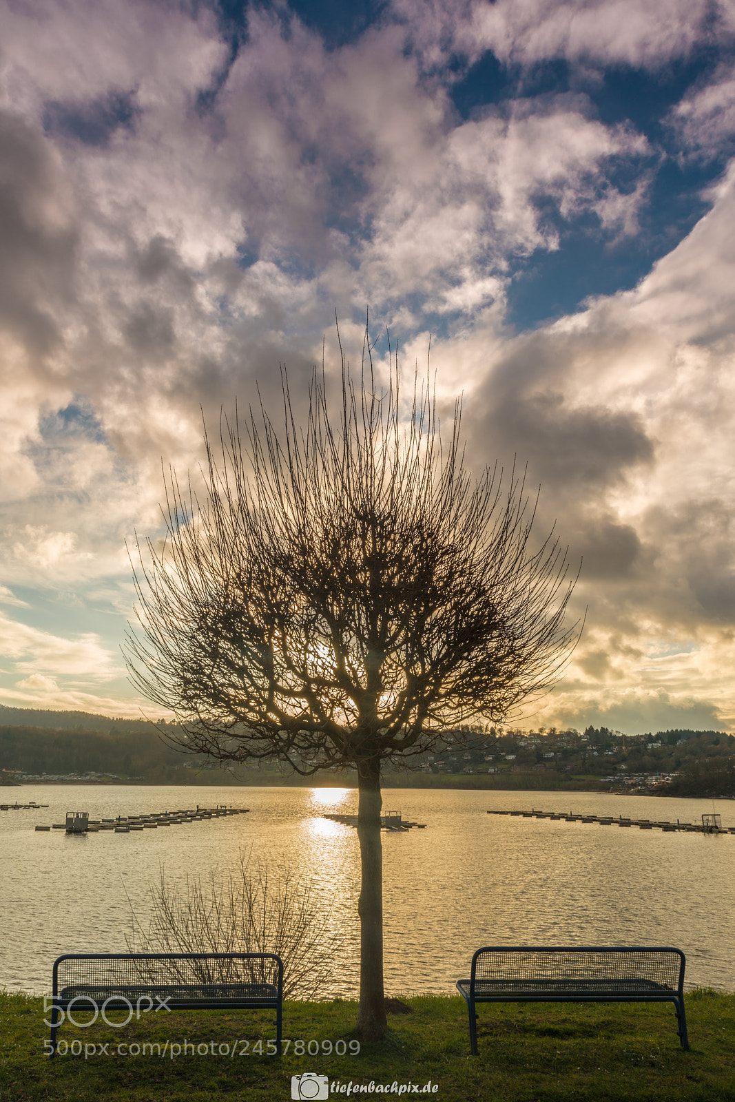 Sony a7R II sample photo. Tree photography
