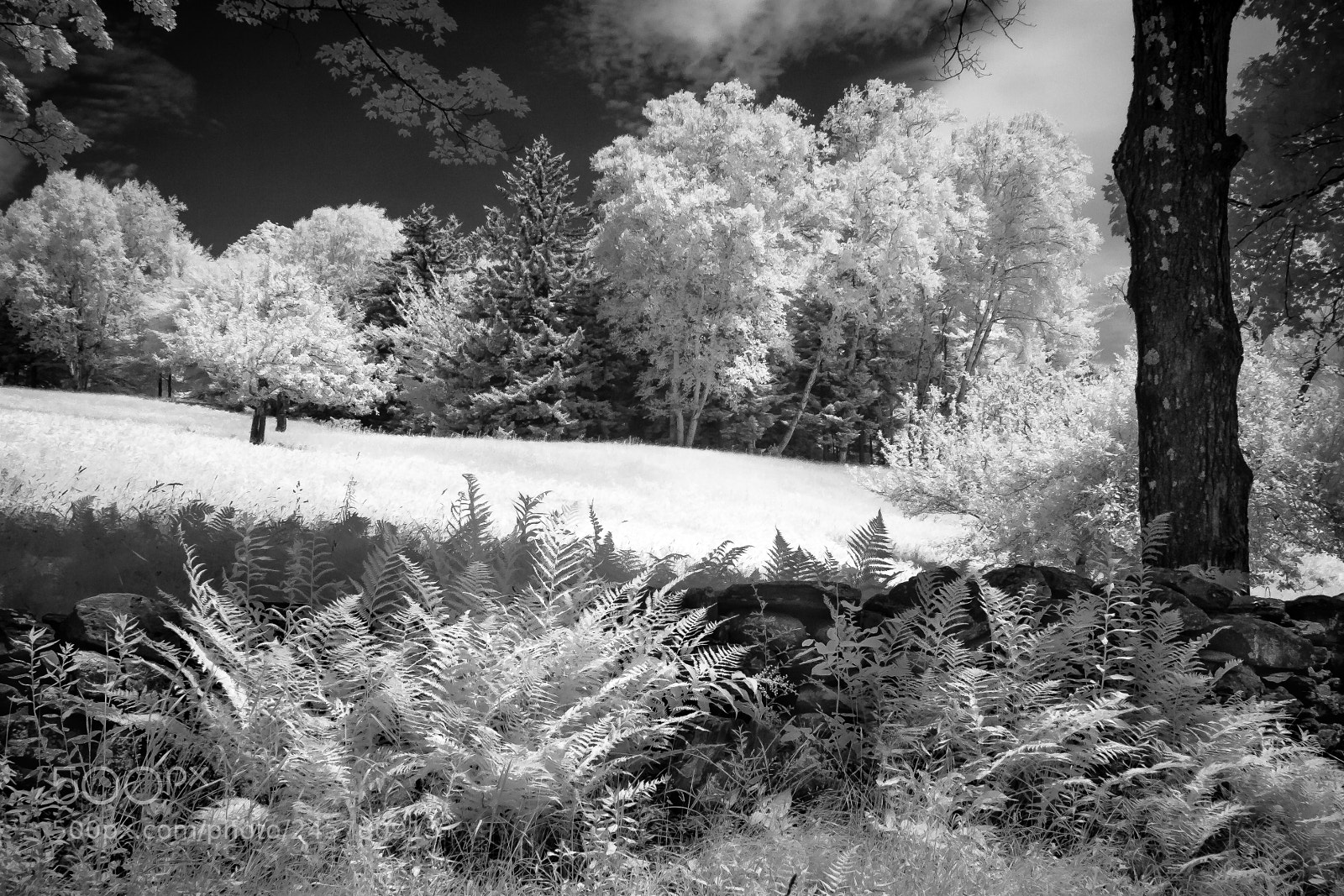 Canon EOS 400D (EOS Digital Rebel XTi / EOS Kiss Digital X) sample photo. Ferns & wooded field infrared photography