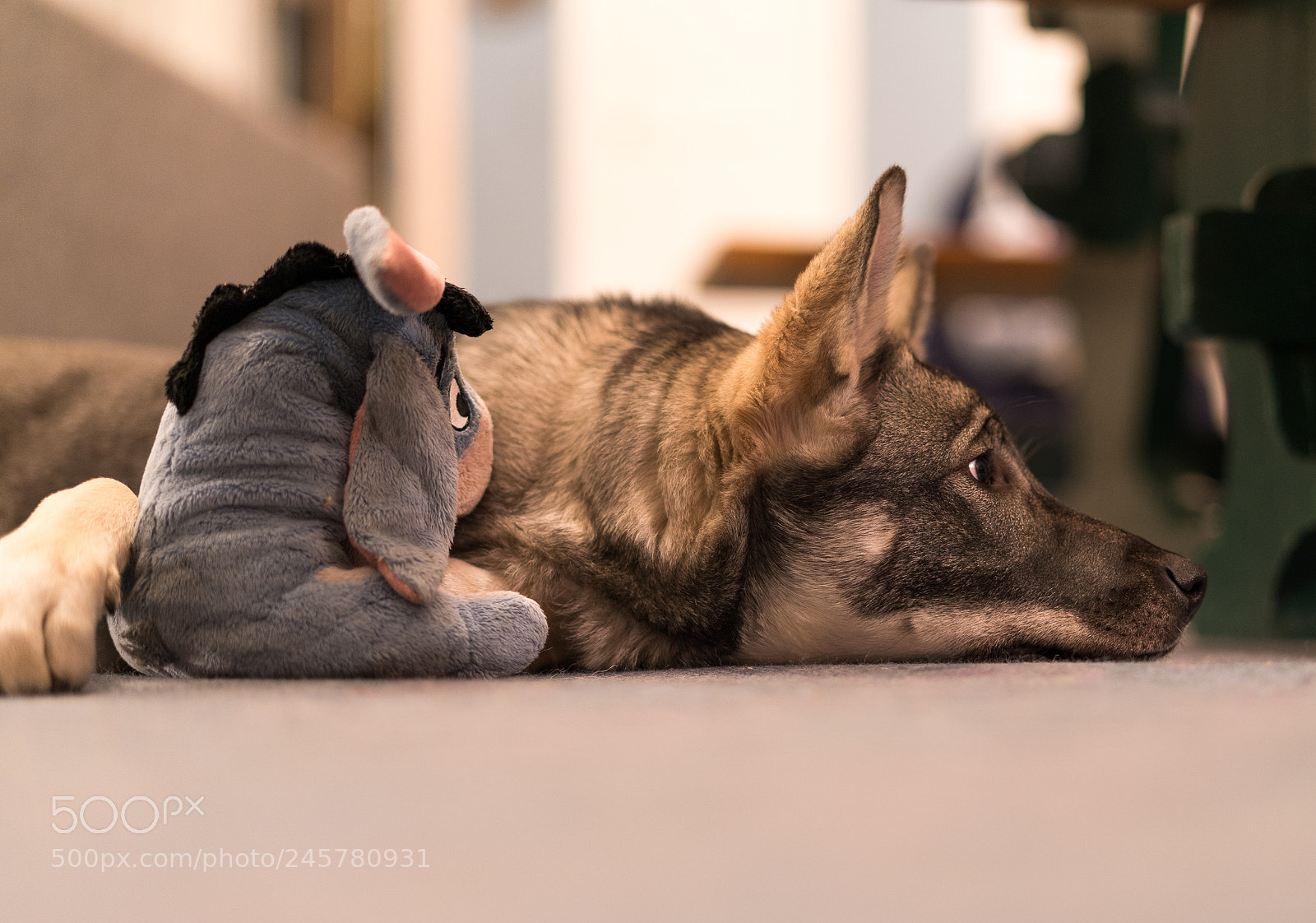 Sony a7R III sample photo. Puppy life photography