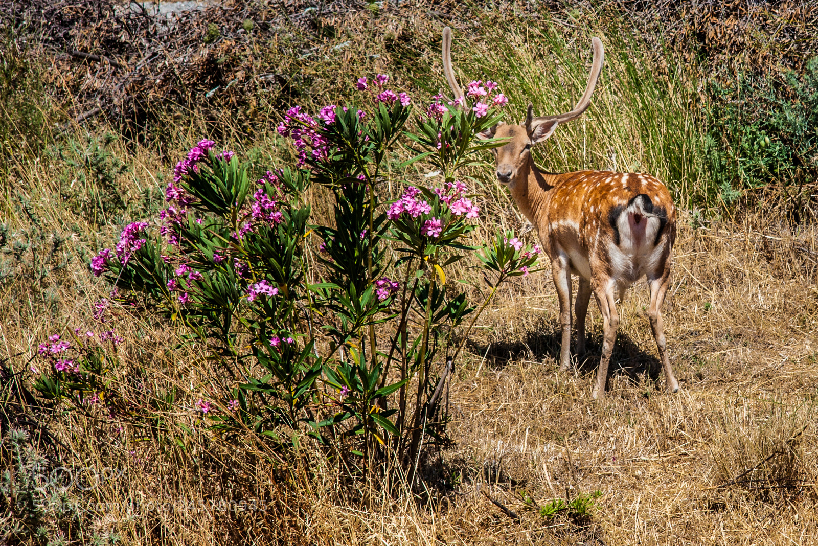 Canon EOS 40D sample photo. Deer ( lemnos greece) photography
