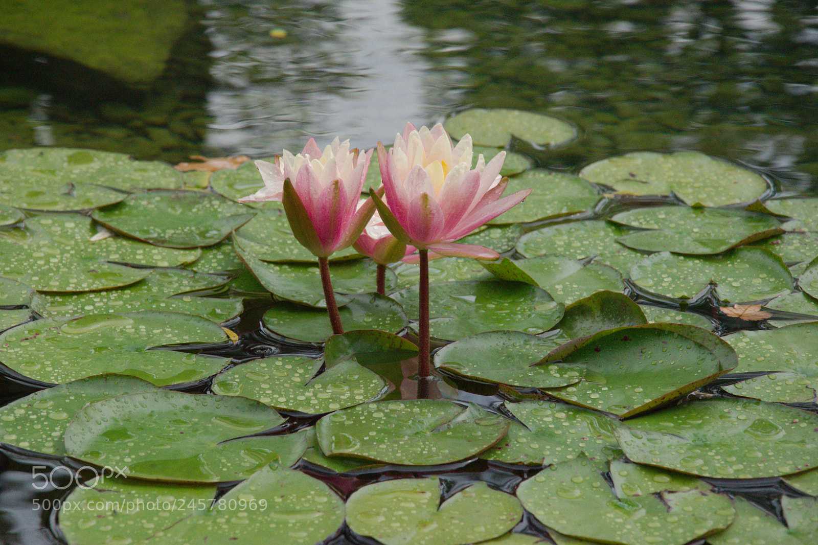 Nikon D5500 sample photo. Water lily photography