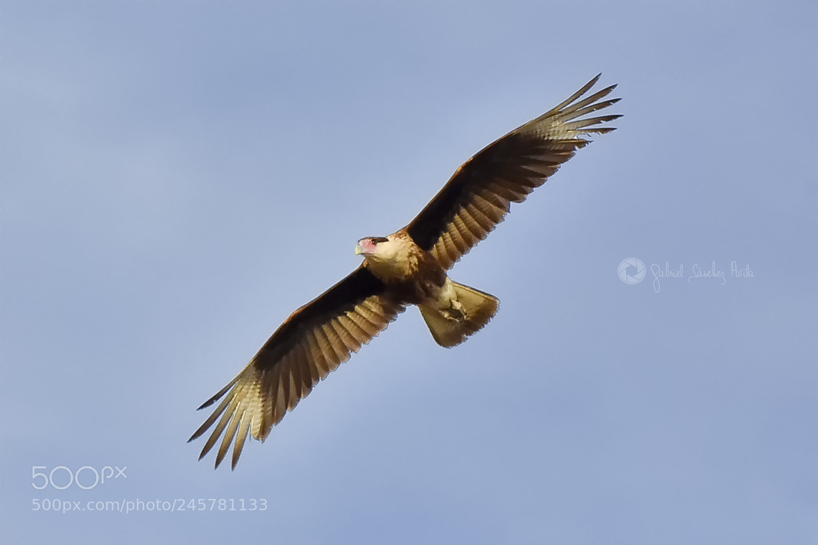 Nikon D7200 sample photo. Caracara photography