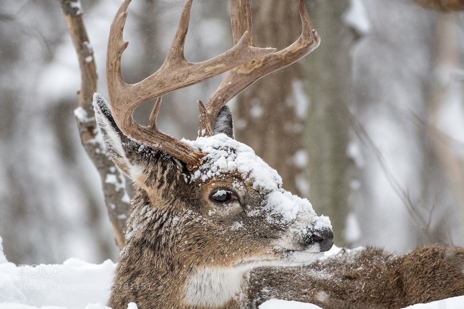 Nikon D500 sample photo. Snow deer photography