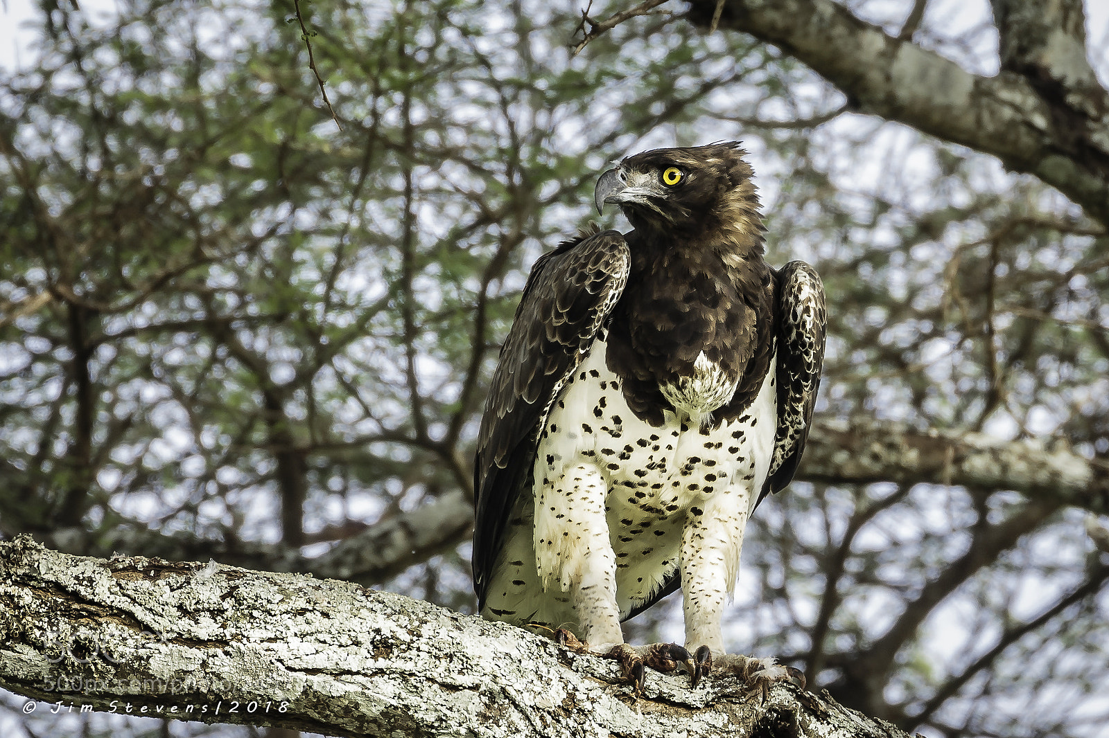 Canon EOS-1D X sample photo. African crowned eagle photography