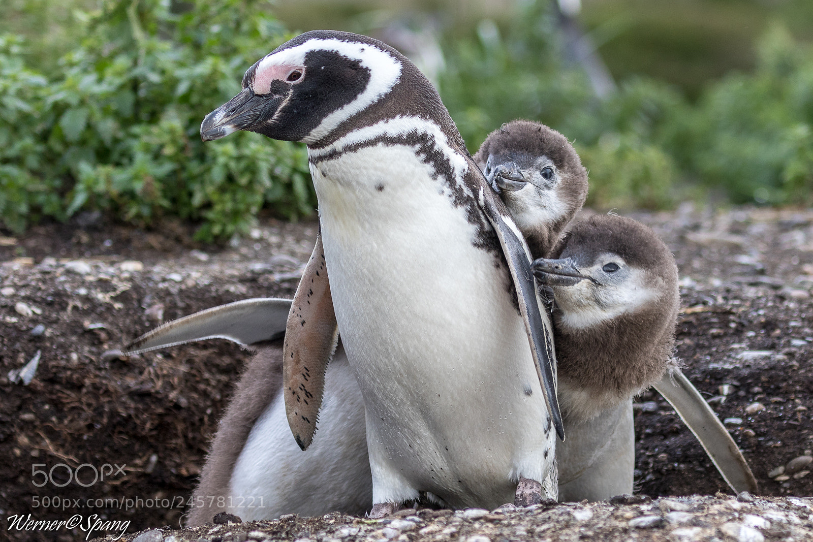 Canon EOS 7D Mark II sample photo. Pinguinfamilie photography